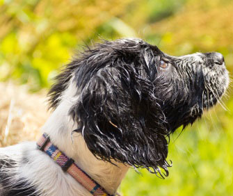 wet dog